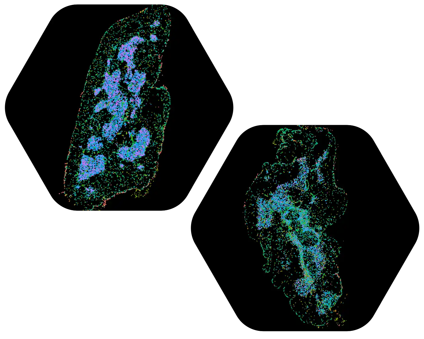 Two images comparing a healthy and injured aging thymus