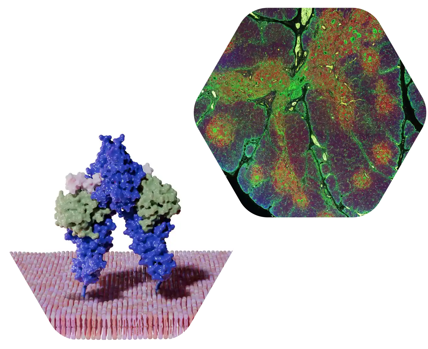Microscopic image of a human thymus and a computer rendered image of protein engineering