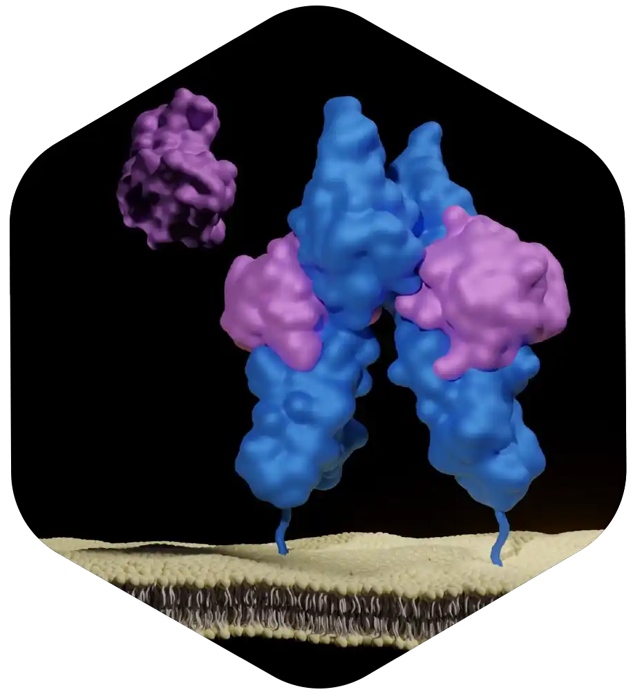 Illustration of engineered cytokines regenerating thymus